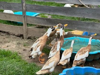 Bild 3:Laufenten in Sonderfarben