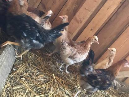 Bild 2:Sulmtaler Stamm