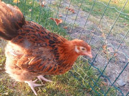 Bild 2:Orpington Hahn Rebhuhnfarben