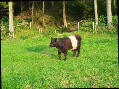 Bild 2:Bio Galloway Stier