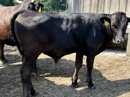 Wagyu Vollblut Stierkalb