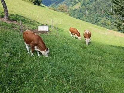 Bild 4:Rind, Stier, Hinterwälder