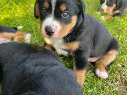 Appenzeller Sennenhundwelpen