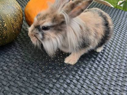 Bild 2:Hasen Männchen