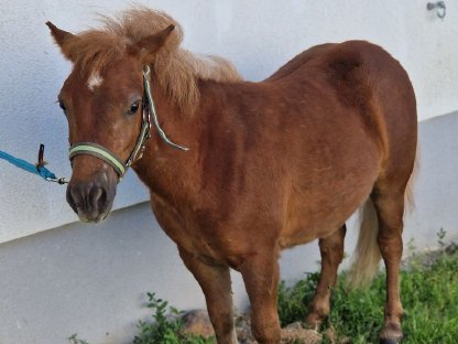 Bild 4:Ponyhengst
