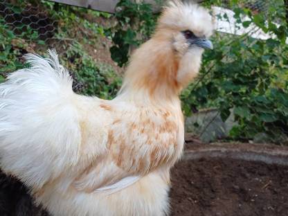 Bild 6:Zwergseidenhennen Seidenhennen