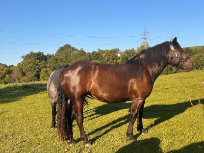 Bild 2:Verkaufe wunderschöne 3-jährige Norikerstute Famosa