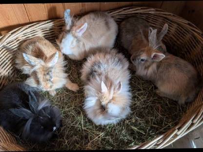 Bild 3:Löwenkopf Zwergkaninchen in allen Farben