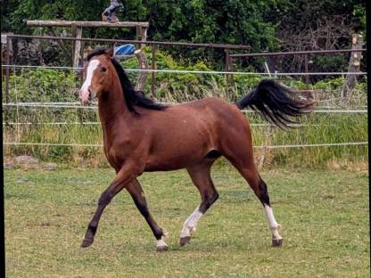 Bild 4:Appaloosa Stute