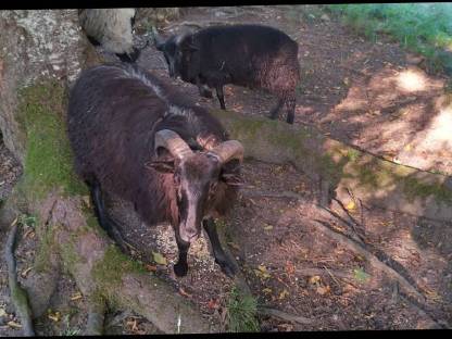 Bild 2:Heidschnucken