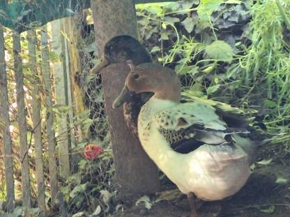 Bild 3:Streicherenten