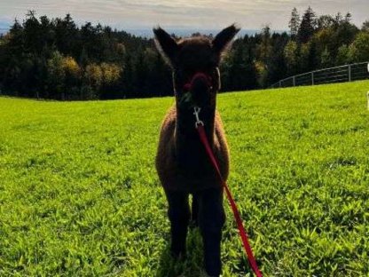 Bild 5:Alpaka Verkauf, Alpakas im Paket