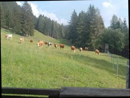 Suche Bio-Kalbinnen