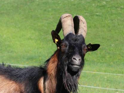 Bild 3:Pinzgauer Ziegenbock