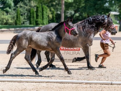 Bild 5:Norikerstutfohlen Mohrenkopf