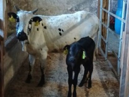 Zwerg Zebu Kuh mit Kalb