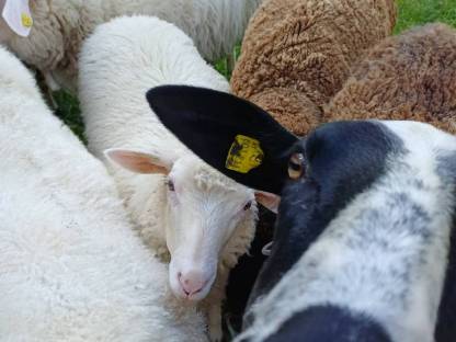 Bild 3:Jungschafe weiblich