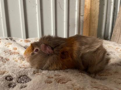 Bild 5:Zuchtauflösung Rosetten Meerschweinchen