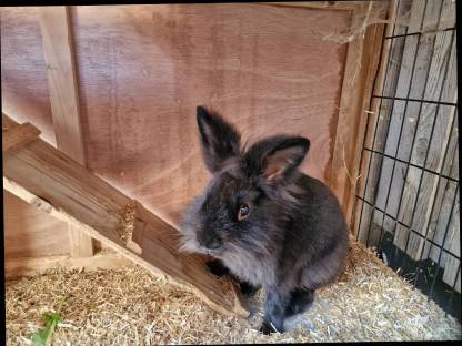 Bild 4:Zwergkaninchen