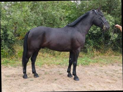 Bild 2:Ungarisches Sportpferd