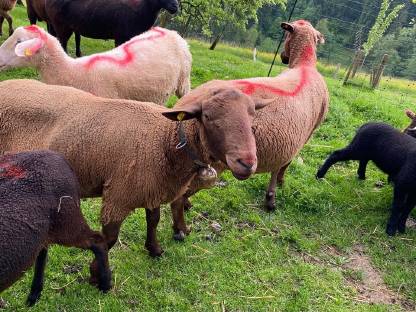 Bild 2:Bio Jura-Widder