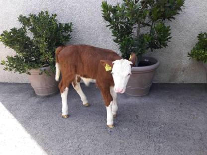 Bio FV Stierkalb hornlos