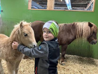 Bild 4:Mini Shetty Hengstfohlen