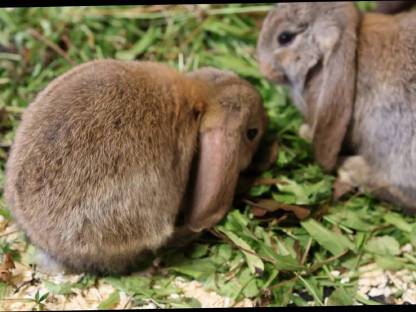 Bild 8:Deutsche Widder Jungtiere