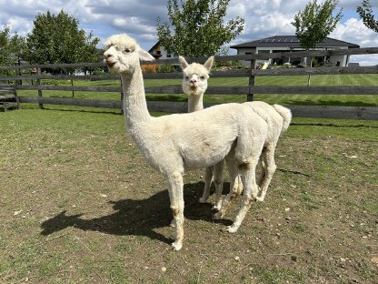 Bild 5:Alpaka Stuten, Jungstute, Zuchttier