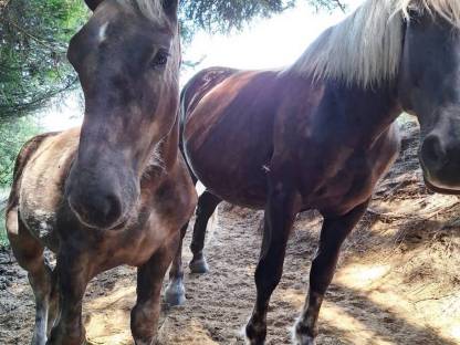 Bild 6:Noriker Hengstfohlen Tannenberg Vulkan
