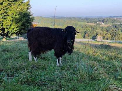 Pinzgauer Strahlenziege Zuchtbock