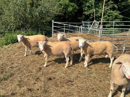 Bild 2:Berrichon Zuchtwidder