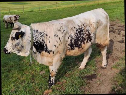 Bild 3:Belegfähige Pustertaler Kalbin