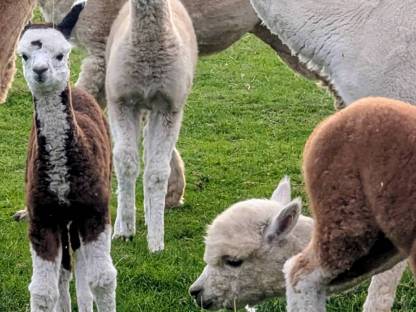 Bild 4:Gedeckte Alpakastuten, junge gedeckte Alpakastuten, Alpakas