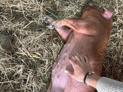 Bild 8:Duroc Iberico Berkshire Schwäbisch Ferkel