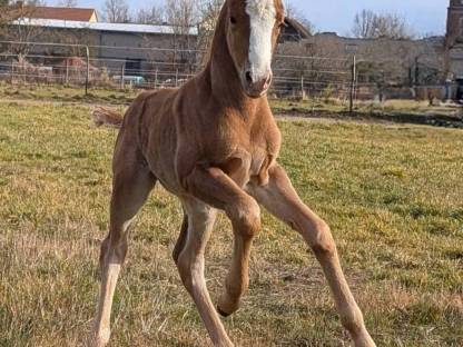 Bild 5:Robuste Fohlen für Freizeit