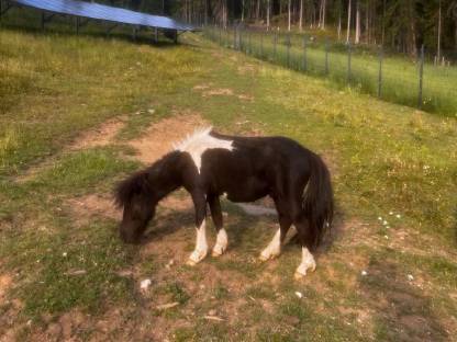 Bild 2:Mini Shetlandpony Wallache