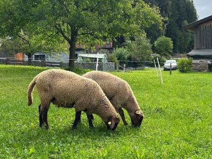 Bild 2:Jura Widder Bio