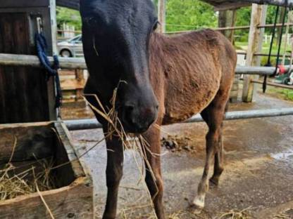 Bild 8:Vielversprechendes Hengstfohlen