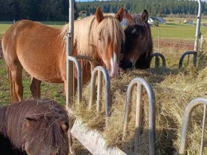 Bild 3:4-jährige Noriker Fuchs-Stute