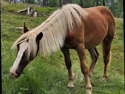 Bild 4:Noriker Fuchsstute