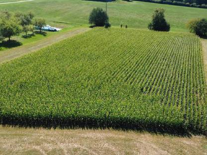 Bild 2:Silomais ab Feld