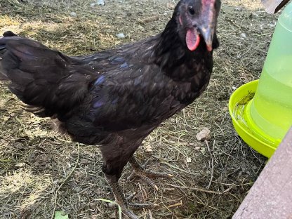 Bild 4:Ayam Cemani Junghahn
