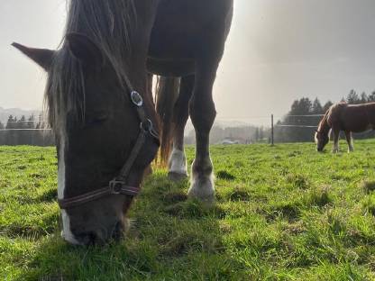 Bild 4:Norikerstute (5 Jahre) - liebevoller Platz gesucht