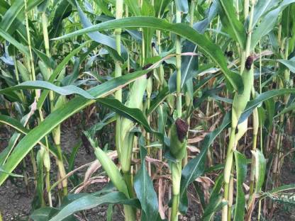 Bild 2:Bio-Silomais lose oder in Ballen (Verbandsware)