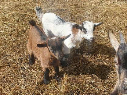 Bild 8:Zwergziegenkitze zu verkaufen