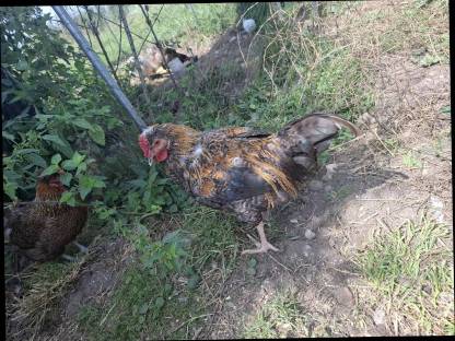 Bild 4:2 Junghähne suchen neues Zuhause