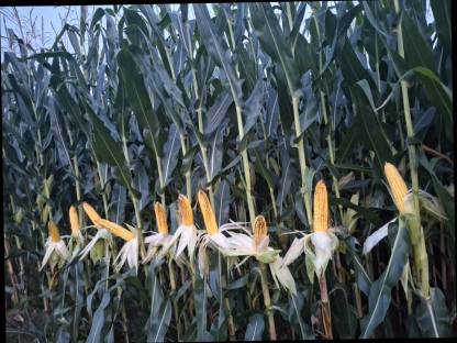 Bild 3:Mais-Heu-Rundballen