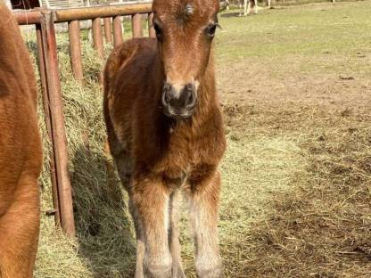 Bild 8:Robuste Fohlen für Freizeit