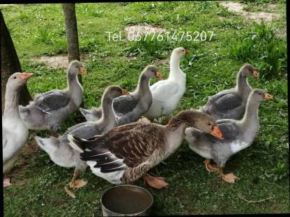 Gänse